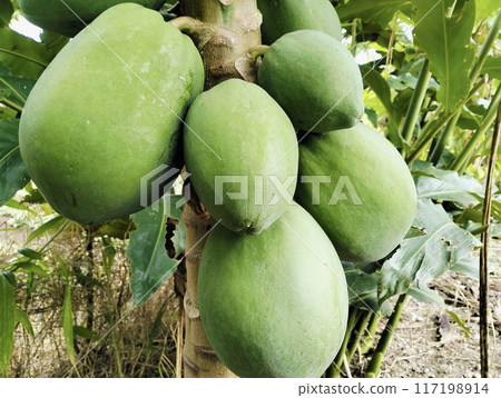 Green Papayas on Tree in a Tropical Garden.Close-up of unripe green papayas growing on a tree in a lush tropical garden. The vibrant green fruits are still maturing, hanging closely together on tree 117198914