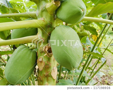 Green Papayas on Tree in a Tropical Garden.Close-up of unripe green papayas growing on a tree in a lush tropical garden. The vibrant green fruits are still maturing, hanging closely together on tree Green Papayas on Tree in a Tropical Garden.Close-up of unripe green papayas growing on a tree in a lush tropical garden. The vibrant green fruits are still maturing, hanging closely together on tree 117198916