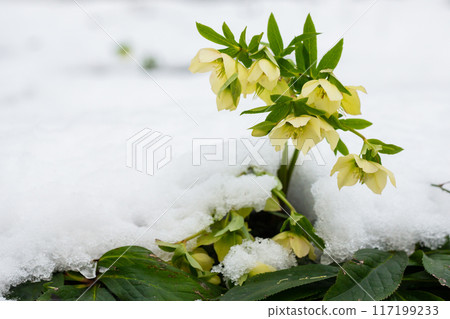 White hellebores 'Lenten Rose' blooming through a snow covered ground 117199233