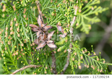 leaves and seed pods of Platycladus orientalis 117199234
