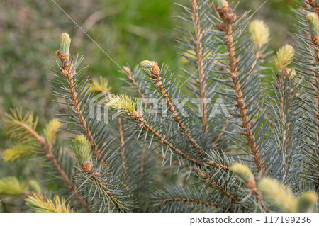 Spruce branches on a green background. The blue spruce, green spruce, white spruce. Picea Abies Spruce branches on a green background. The blue spruce, green spruce, white spruce. Picea Abies 117199236