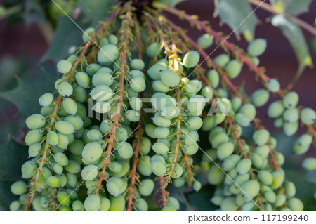 Mahonia aquifolium plant with blue fruits, ornamental evergreen plant 117199240
