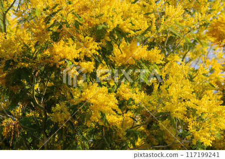 yellow splendid mimosa on tree close-up, selective focus. spring background of white acacia flowers 117199241