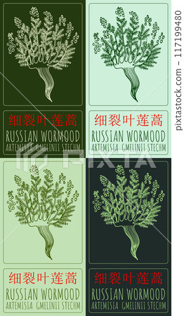 Set of vector drawing RUSSIAN WORMOOD in Chinese in various colors. Hand drawn illustration. Latin name is ARTEMISIA GMELINII STECHM. Set of vector drawing RUSSIAN WORMOOD in Chinese in various colors. Hand drawn illustration. Latin name is ARTEMISIA GMELINII STECHM. 117199480