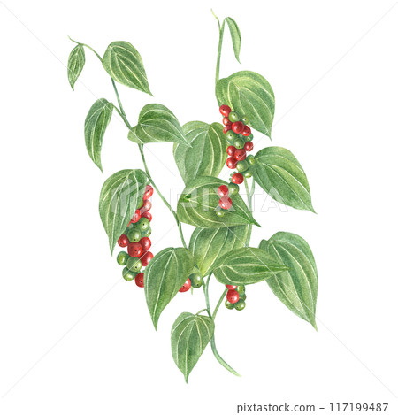 Peppercorn plants. Bunch of berries and green leaves. Black pepper at different stages of ripening. Multicolored peppercorns. Bouquet of spice foliage. Watercolor illustration for book, menu 117199487