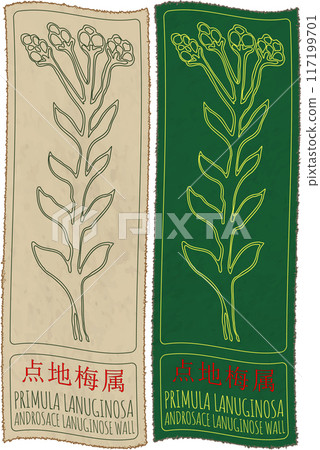 Vector drawing PRIMULA LANUGINOSA in Chinese. Hand drawn illustration. Latin name is ANDROSACE LANUGINOSE WALL Vector drawing PRIMULA LANUGINOSA in Chinese. Hand drawn illustration. Latin name is ANDROSACE LANUGINOSE WALL 117199701