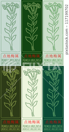 Set of vector drawing PRIMULA LANUGINOSA in Chinese in various colors. Hand drawn illustration. Latin name is ANDROSACE LANUGINOSE WALL. Set of vector drawing PRIMULA LANUGINOSA in Chinese in various colors. Hand drawn illustration. Latin name is ANDROSACE LANUGINOSE WALL. 117199702