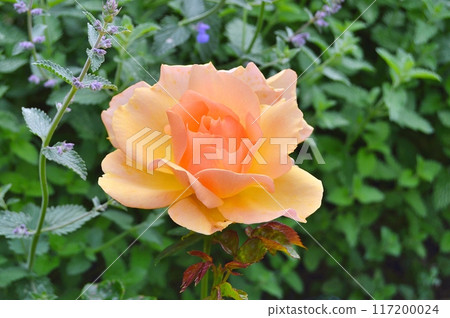 Rose in the garden during summer. Nature background 117200024