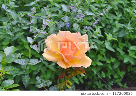 Rose in the garden during summer. Nature background 117200025
