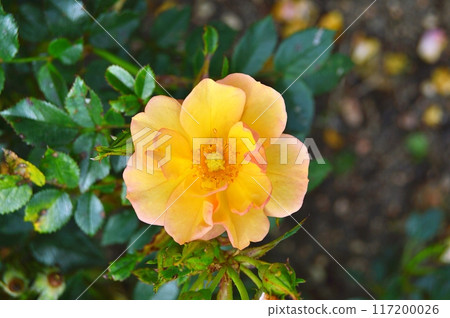 Rose in the garden during summer. Nature background 117200026