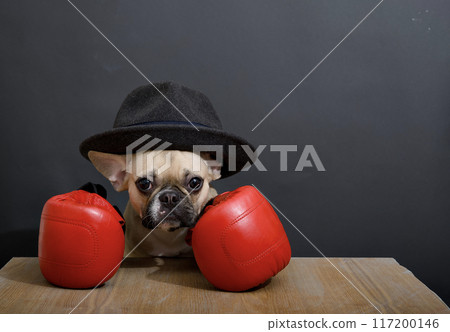Charming bulldog breed dog in red boxing gloves poses sitting at a wooden table looking in front of him. 117200146