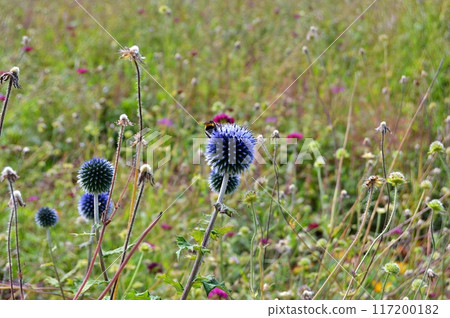 Flowers and nature in the city park during summer. Nature and flowers background. Colorful background 117200182