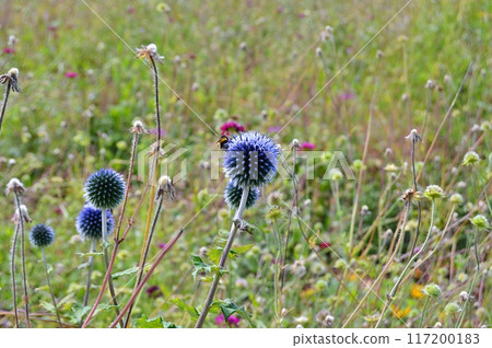 Flowers and nature in the city park during summer. Nature and flowers background. Colorful background Flowers and nature in the city park during summer. Nature and flowers background. Colorful background 117200183