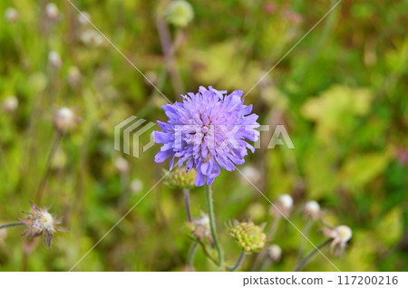 Flowers and nature in the city park during summer. Nature and flowers background. Colorful background Flowers and nature in the city park during summer. Nature and flowers background. Colorful background 117200216