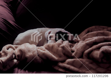 dog puppy on a blanket 117201206