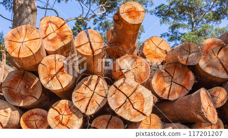 Large Tree Logs Cuts Exposed Stack 117201207