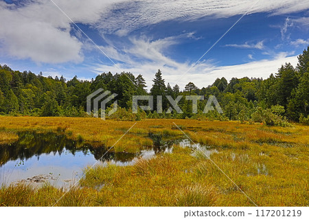 初秋_秋葉變成金黃色 117201219