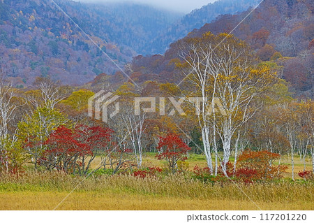 秋天_染上不同顏色的樹木_尾瀨 117201220