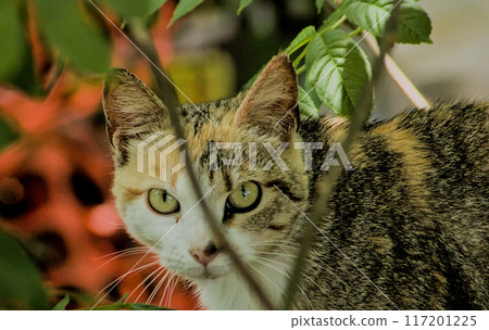 Tabby cat staring through branches Tabby cat staring through branches 117201225
