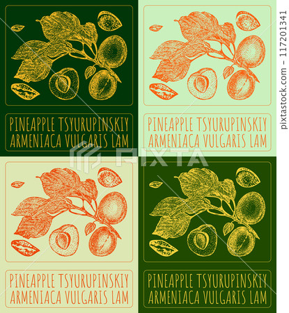 Set of vector drawing PINEAPPLE TSYURUPINSKIY in various colors. Hand drawn illustration. Latin name is ARMENIACA VULGARIS LAM. 117201341
