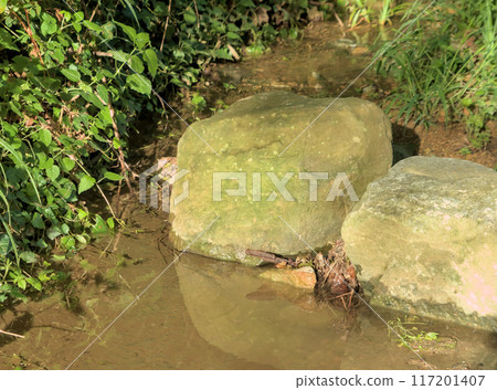 Two golden rocks in a river 117201407