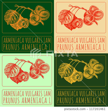 Set of vector drawing ARMENIACA VULGARIS LAM in various colors. Hand drawn illustration. Latin name is PRUNUS ARMENIACA L. Set of vector drawing ARMENIACA VULGARIS LAM in various colors. Hand drawn illustration. Latin name is PRUNUS ARMENIACA L. 117201461