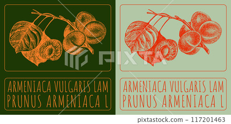 Vector drawing ARMENIACA VULGARIS LAM. Hand drawn illustration. Latin name is PRUNUS ARMENIACA L. 117201463