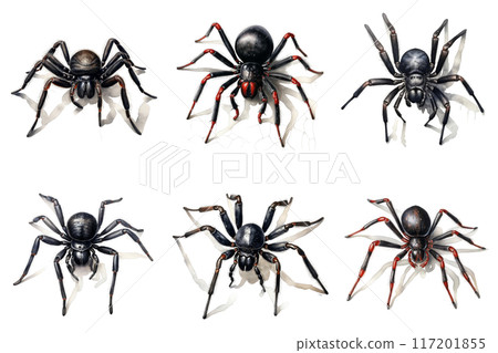 Six Black Spiders with Red Accents on a White Web Six Black Spiders with Red Accents on a White Web 117201855