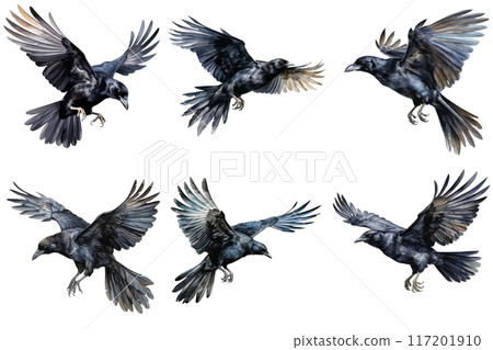 Six Black Ravens in Flight, Displaying Diverse Wing Positions Six Black Ravens in Flight, Displaying Diverse Wing Positions 117201910