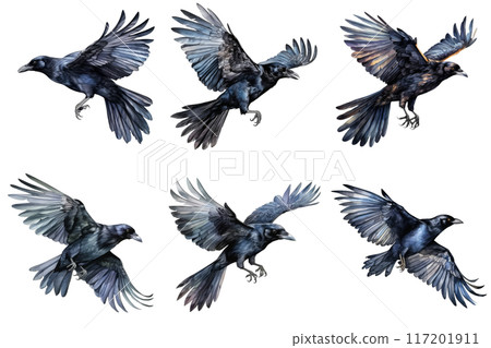 Six Watercolor Crows in Flight Against a Black Background Six Watercolor Crows in Flight Against a Black Background 117201911