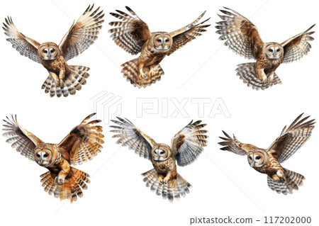 Seven Barred Owls in Flight, Wings Spread Wide 117202000