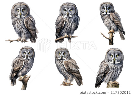 Six Great Gray Owls Perched on Branches 117202011