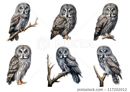 Six Gray Owls in Various Poses on Branches Six Gray Owls in Various Poses on Branches 117202012