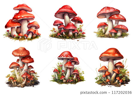 Six Clusters of Red and White Spotted Mushrooms in a Forest Setting 117202036