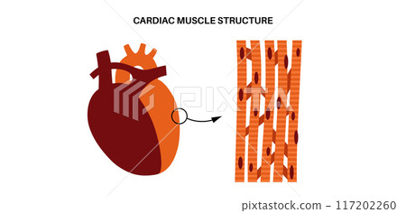 Cardiac muscle tissue 117202260