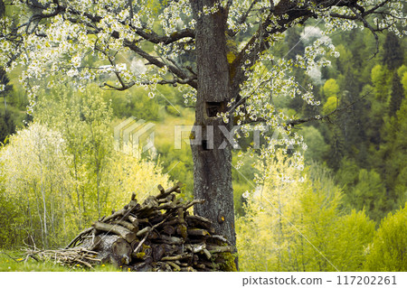 Blooming fruit tree with flowers and green hills in spring. Blooming fruit tree with flowers and green hills in spring. 117202261