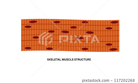 Skeletal muscle tissue 117202268