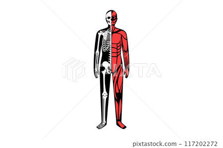 Skeleton with muscles Skeleton with muscles 117202272