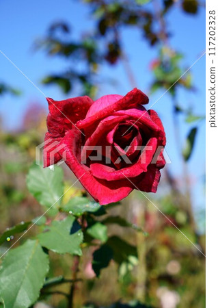 6965 玫瑰帕帕梅安 117202328