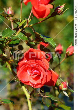 6963 玫瑰浦和紅鑽 117202330