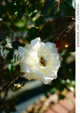 6962 Rose Simply Heaven 117202331