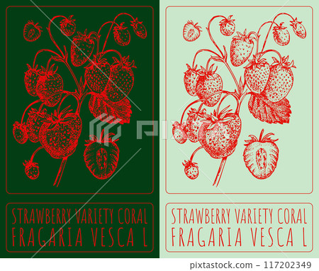 Vector drawing STRAWBERRY VARIETY CORAL. Hand drawn illustration. Latin name is FRAGARIA VESCA L 117202349