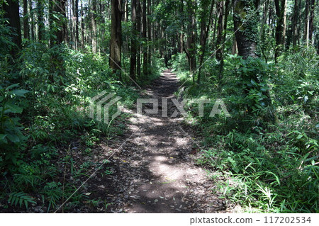 Nature trails Forest bathing Nature trails Forest bathing 117202534
