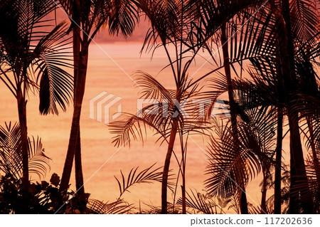 Resort image, palm trees and sea 117202636