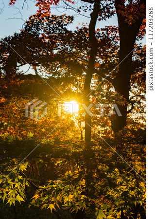 Autumn leaves and sunrise at Nakanotake Shrine Autumn leaves and sunrise at Nakanotake Shrine 117203268