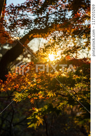 中之竹神社的秋葉與日出 117203269