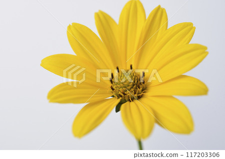 Hime sunflower 117203306