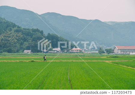 夫婦在夏季稻田中散步 117203473