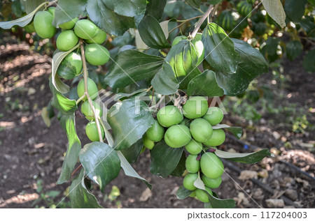 Apple Ber (jujube) 117204003