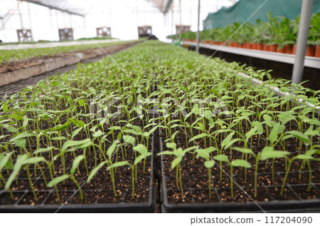 Plants grown in an industrial scale in a weather controlled glasshouse Plants grown in an industrial scale in a weather controlled glasshouse 117204090